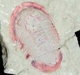Ordovician Asaphellus Trilobite (Pos/Neg) - Morocco #57671-2
